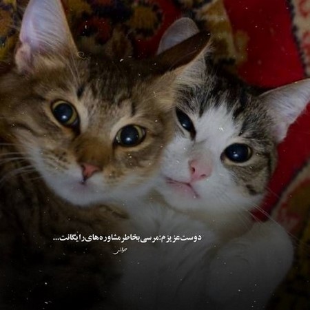 سربازا رفتن روحشون شاد رفت به جا خستگی
